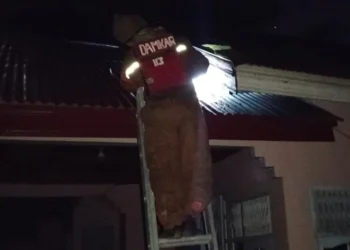 Petugas saat mengevakuasi sarang tawon di Tarusan