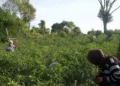 Petani di lereng Gunung Singgalang panen cabe