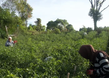 Petani di lereng Gunung Singgalang panen cabe
