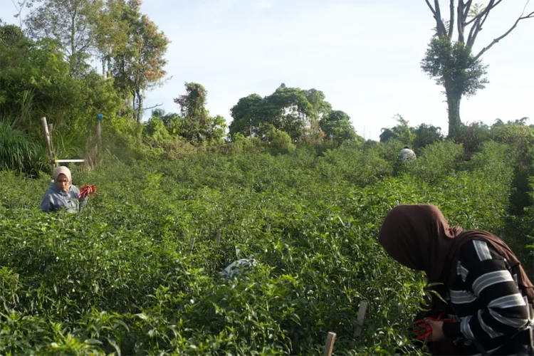 Petani di lereng Gunung Singgalang panen cabe