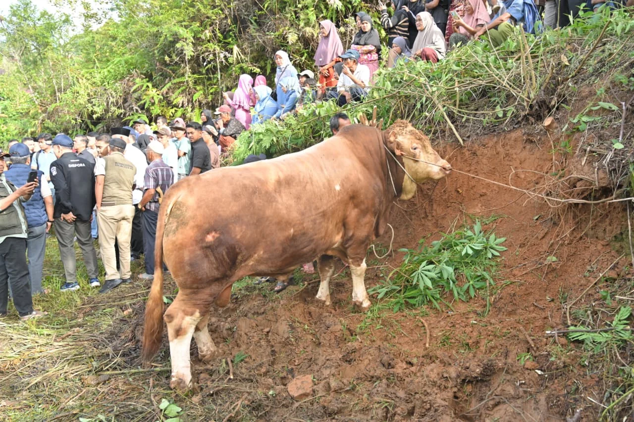 Gubernur Mahyeldi Hadiri Penyembelihan Sapi Kurban Bantuan Wapres RI di Limapuluh Kota