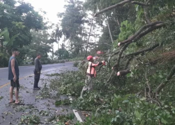 Pohon tumbang di Jalan Padang-Painan, Minggu (7/6/2026).