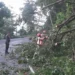 Pohon tumbang di Jalan Padang-Painan, Minggu (7/6/2026).