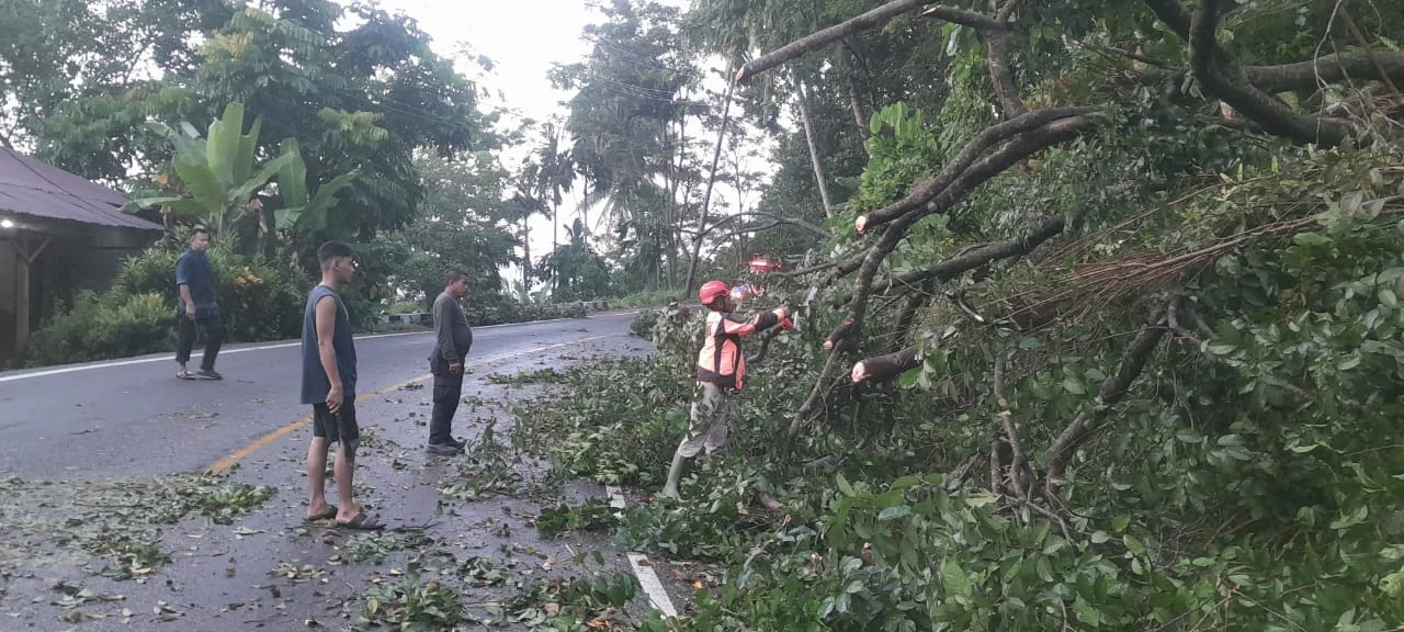 Pohon Tumbang Hambat Lalu Lintas Padang-Painan, Kini Sudah Normal