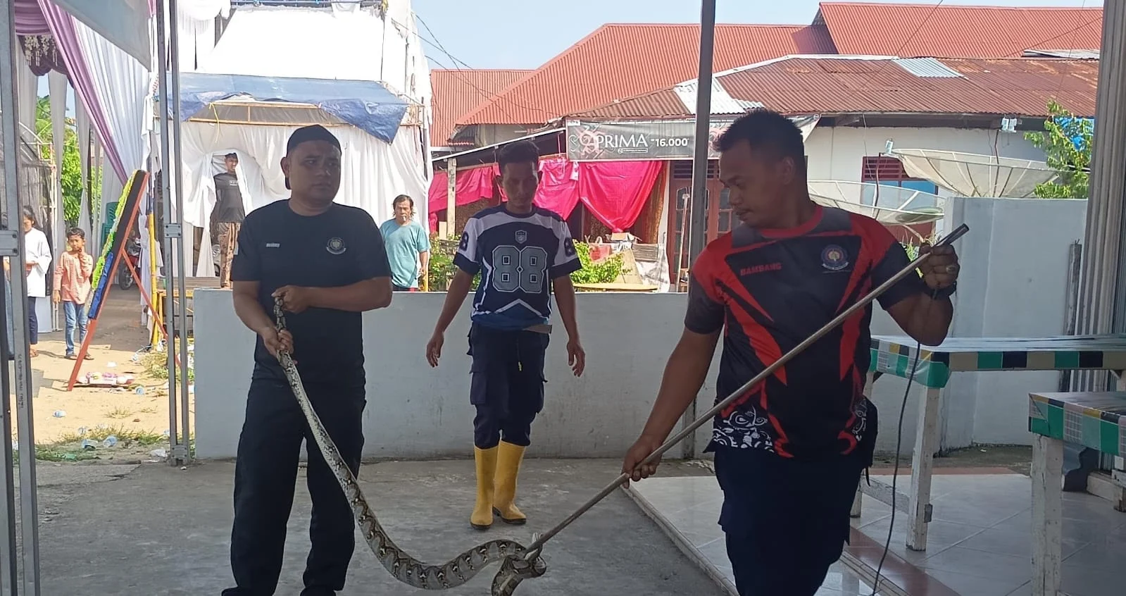 Ular Piton Masuk Rumah Warga di Tarusan, Damkar Pessel Bergerak Cepat Lakukan Evakuasi