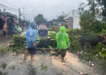 Pohon tumbang di Lubuk Minturun Padang, Minggu (14/6/2026), sore.