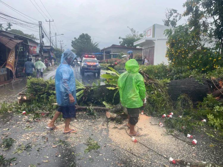 Pohon tumbang di Lubuk Minturun Padang, Minggu (14/6/2026), sore.