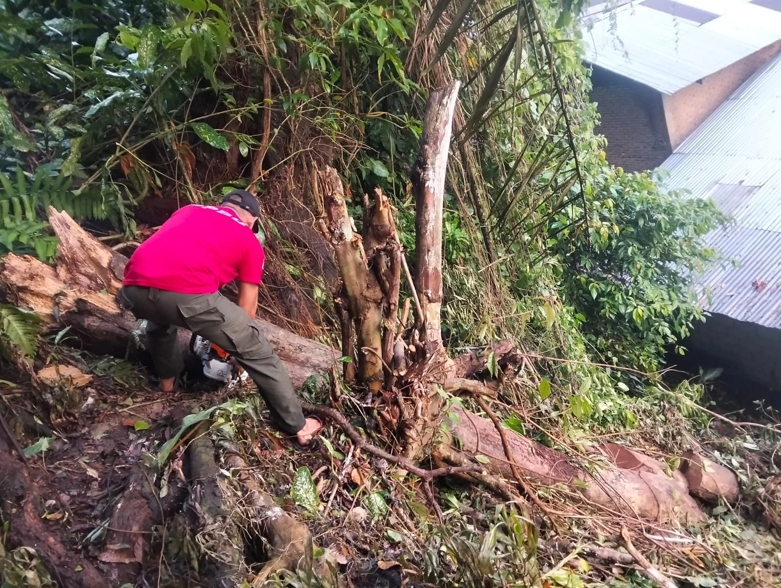 Hujan Disertai Angin Kencang, Pohon Dadok Tumbang Timpa Rumah di Gates Lubuk Begalung