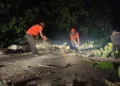 Pohon tumbang timpa akses warga di jalan Sungai Pisang