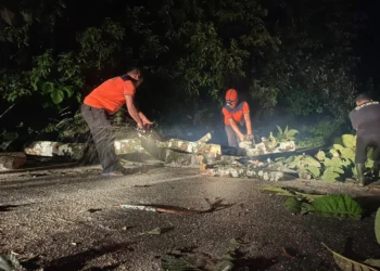 Pohon tumbang timpa akses warga di jalan Sungai Pisang