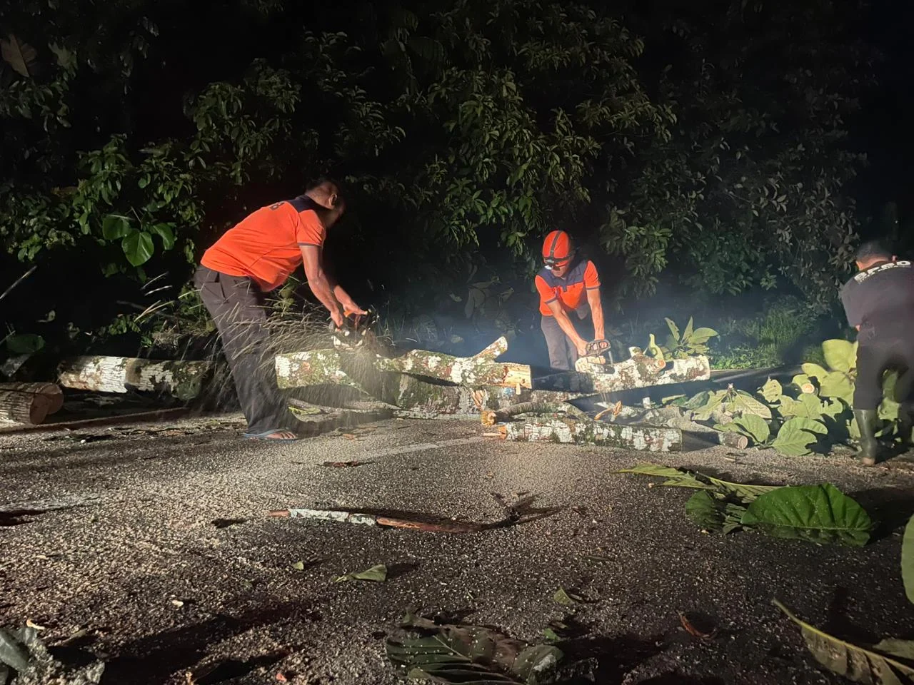 Pohon Tumbang Timpa Kabel Listrik, Akses Warga Sungai Pisang Sempat Lumpuh Total
