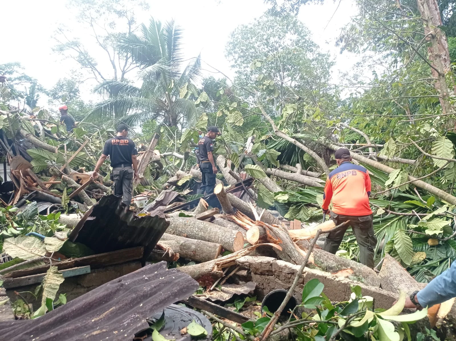Rumah Buruh di Bukit Gado-Gado Rusak Berat Ditimpa Pohon Tarok, Kerugian Capai Rp65 Juta