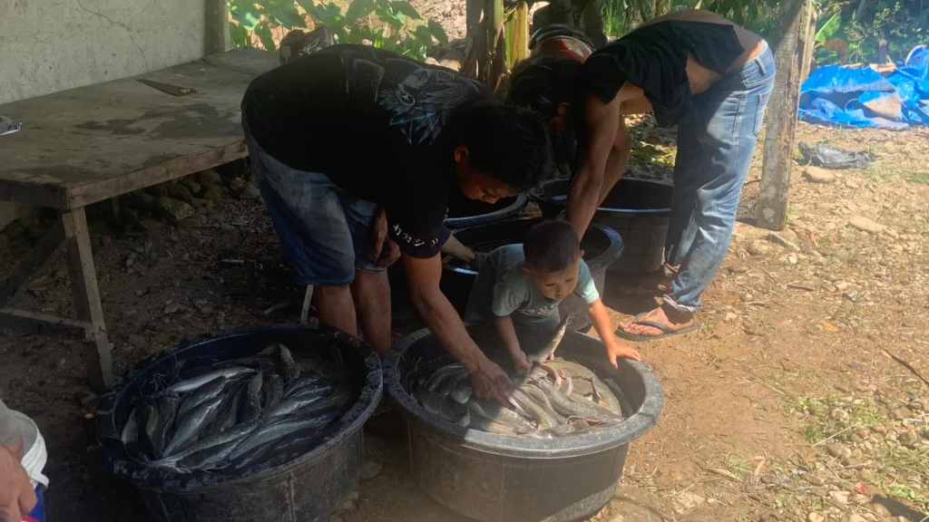 Sukses Cetak Hasil Melimpah, Program ‘Satu Rumah Satu Kolam’ RPN Panen Raya 1,6 Ton Lele