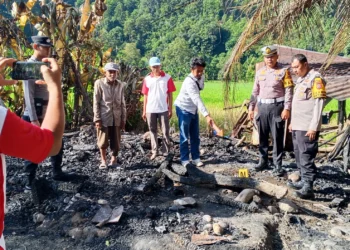 Kebakaran melanda pondok dan kandang sapi di Salido, Pessel, Sabtu (11/7/2026)