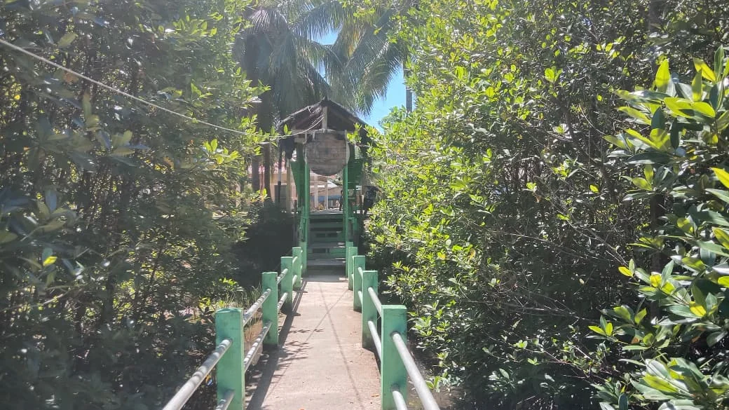 Jurnalis Lingkungan Hidup Siapkan Aksi Tanam Mangrove dan Lepas Tukik di Konservasi Amping Parak saat Hari Mangrove Sedunia