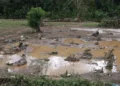 Lahan sawah terdampak banjir