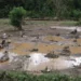 Lahan sawah terdampak banjir