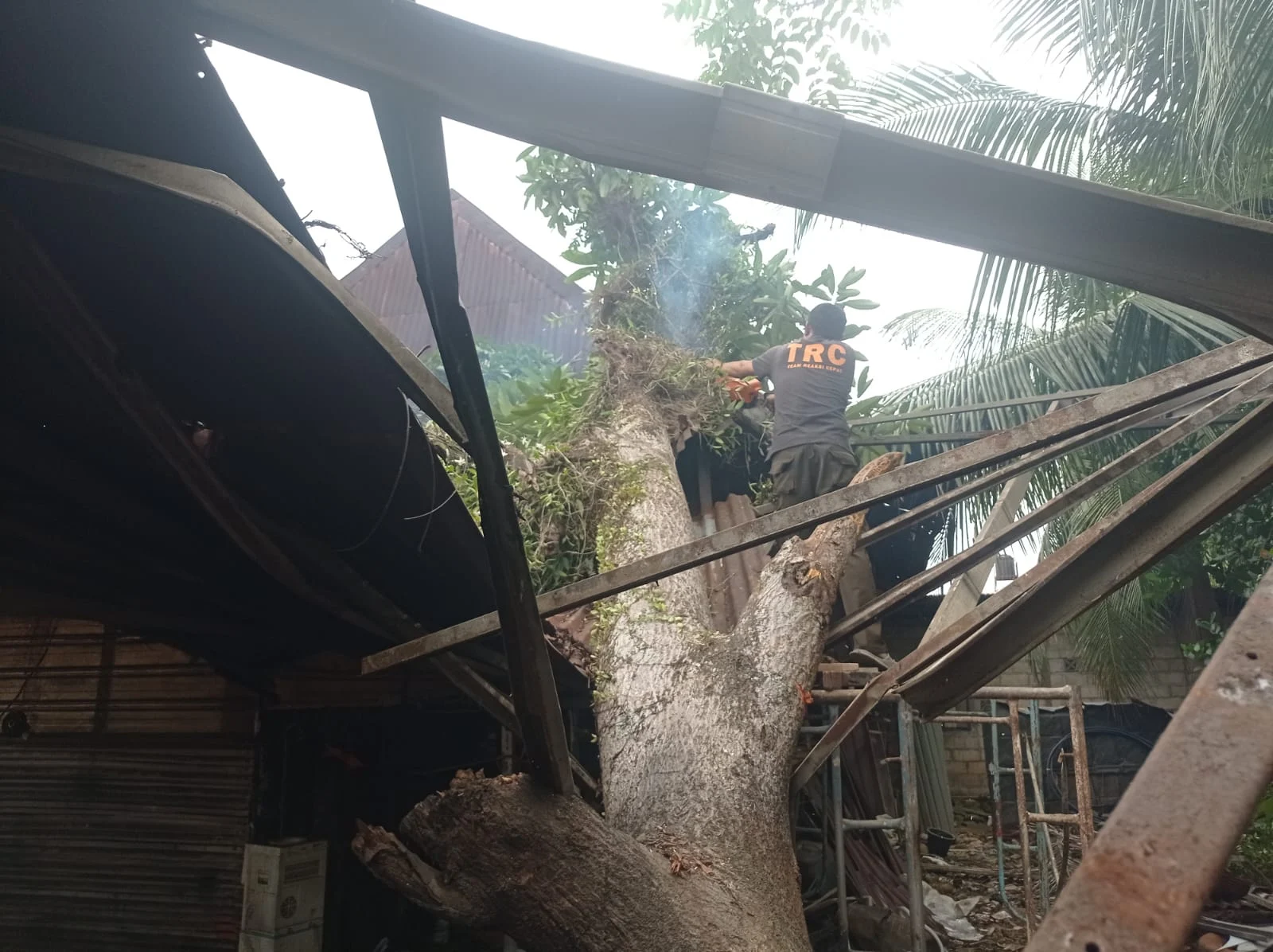 Pohon Kuini Lapuk Tumbang Timpa Rumah Warga di Kapalo Koto Pauh