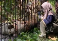 Harimau saat masuk dalam kandang perangkap BKSDA Sumbar