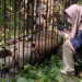 Harimau saat masuk dalam kandang perangkap BKSDA Sumbar