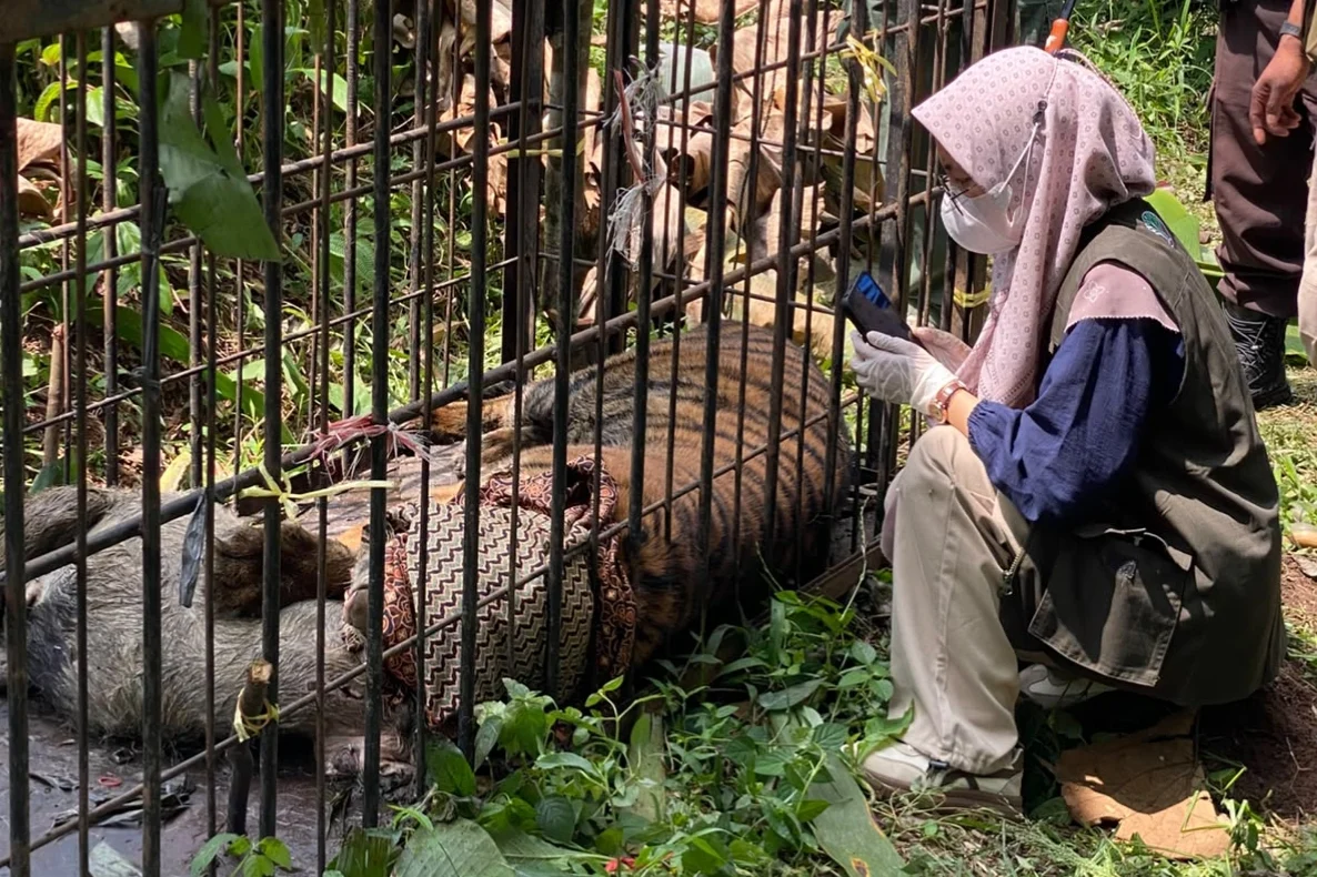 Berbulan-bulan Mangsa Ternak Warga, Harimau Betina Akhirnya Masuk Perangkap BKSDA di Agam