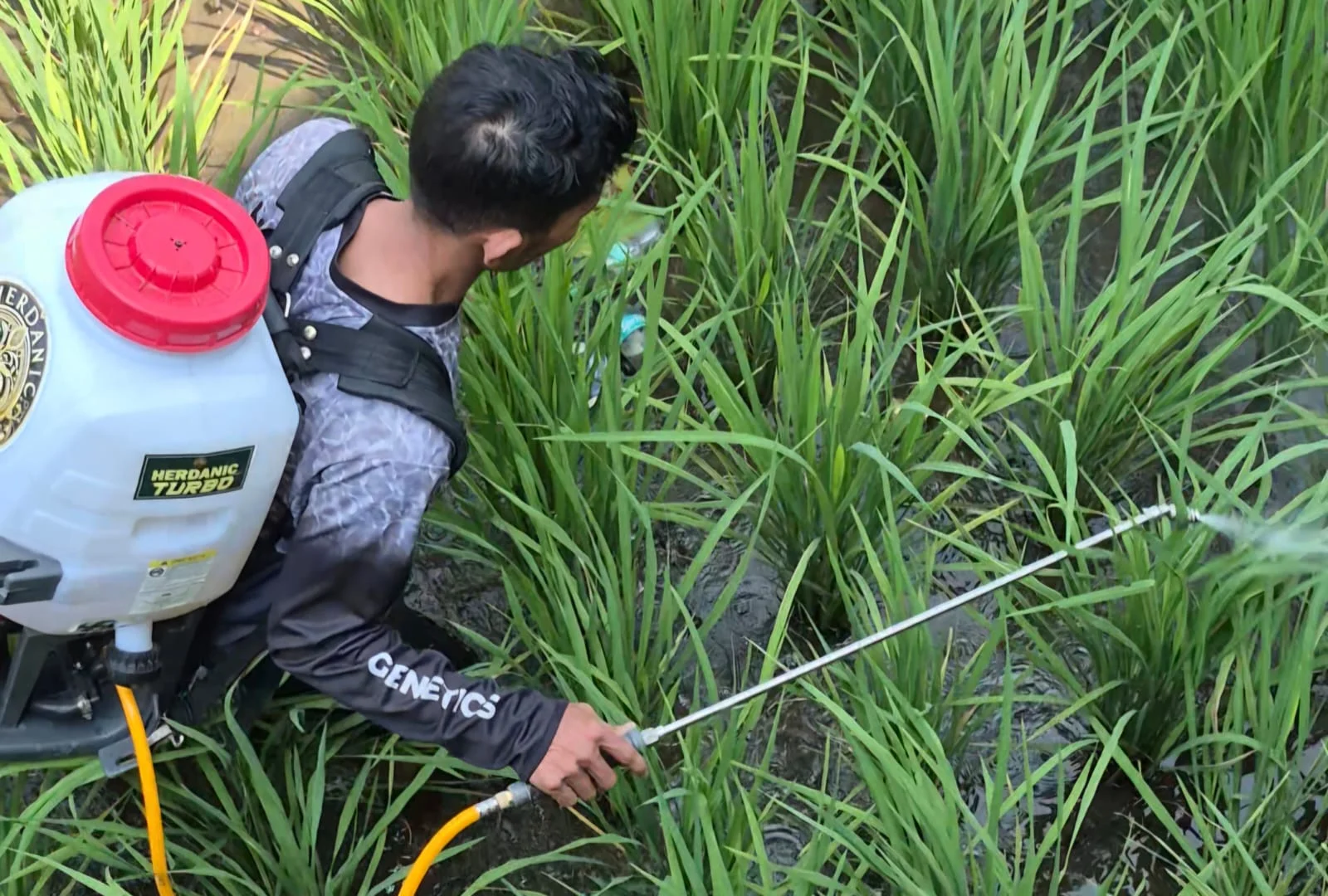 Efektivitas Pupuk Herdanic di Pasaman, Jumlah Anakan Padi Meningkat