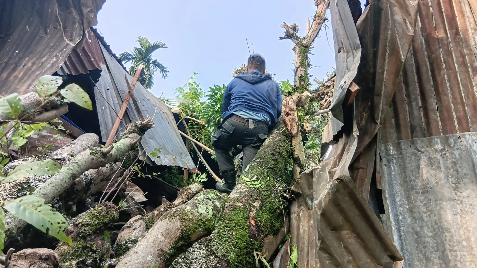 Pohon Kedondong Tumbang Timpa Dapur Rumah Warga di Bandar Buat Padang