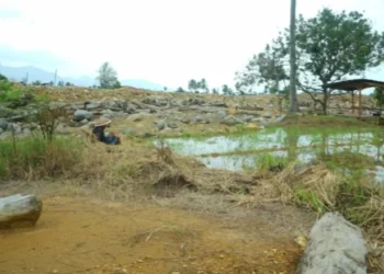 Usman (70), petani asal Lambung Bukit, Kecamatan Pauh, Kota Padang, Sumatera Barat, berjuang memulihkan sawahnya yang terdampak banjir pada 2025 lalu. (Dok: Tim Media Satgas PRR).