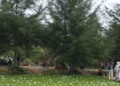 Taman Eceng Gondok  Viral, di Pasir Jambak, Kota Padang