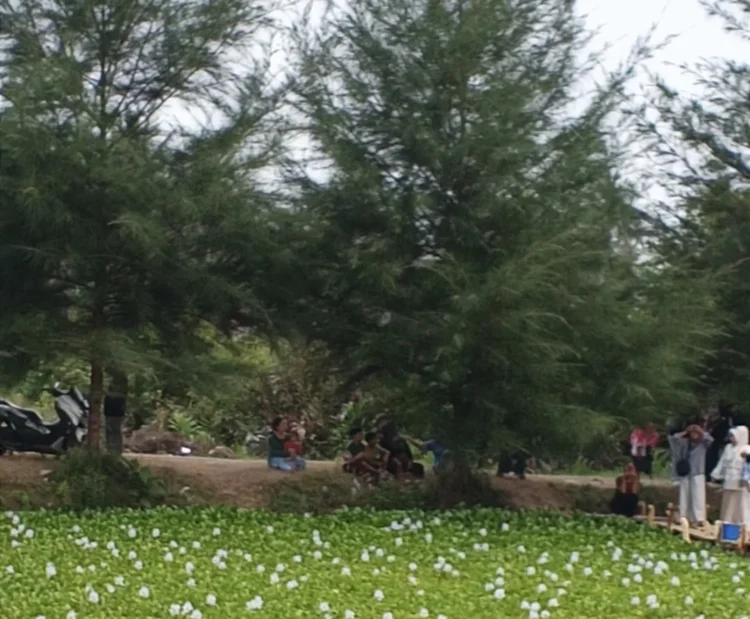 Taman Eceng Gondok Viral, di Pasir Jambak, Kota Padang
