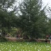 Taman Eceng Gondok Viral, di Pasir Jambak, Kota Padang